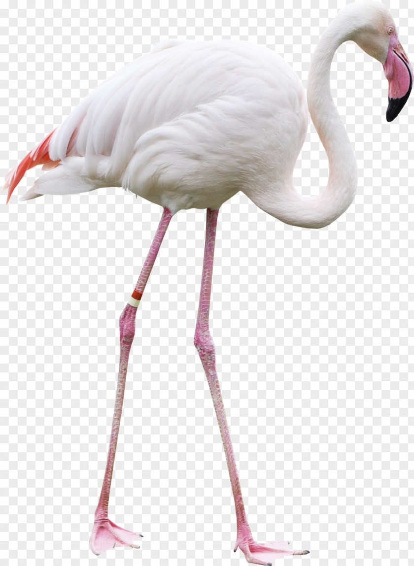 Flamingo Bird Greater Clip Art PNG