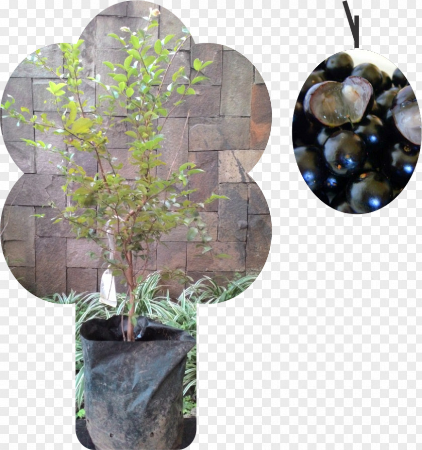 Grape Jabuticaba Tree Myrciaria Fruit PNG