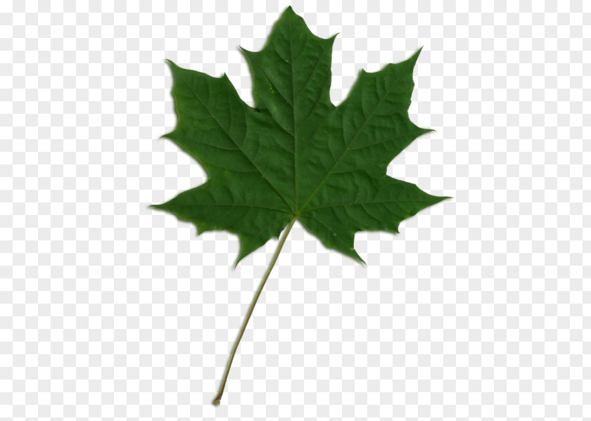 Leaf Sycamore Maple American Norway PNG