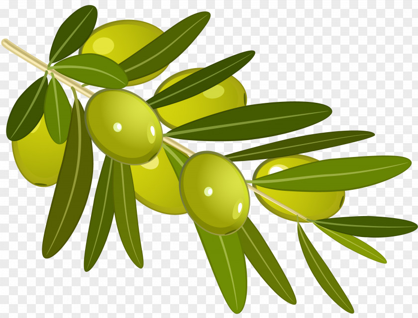 Olives Olive Branch Oil Clip Art PNG