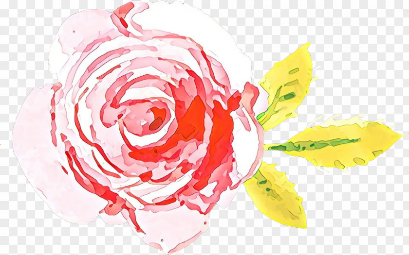 Petal Rose Order Garden Roses PNG