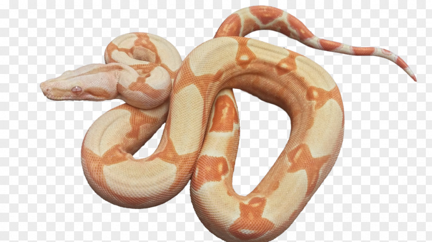 Snake Boas Corn Boa Constrictor Ball Python PNG