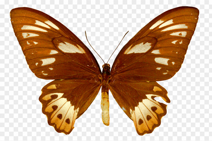 Butterfly Monarch Ornithoptera Priamus Moth Birdwing PNG