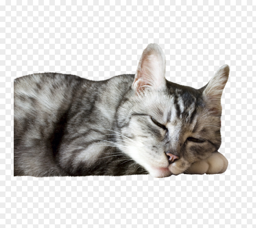 Cute Cat American Shorthair Whiskers PNG