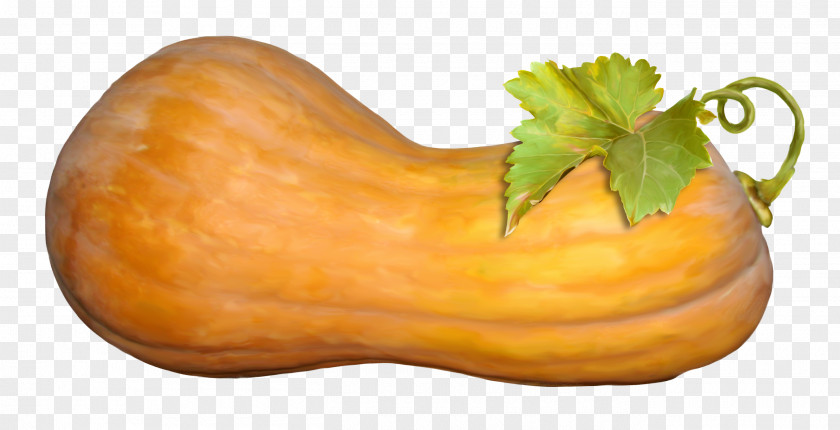 Fruit Pumpkin Material Free To Pull Butternut Squash Calabaza Cucurbita Maxima Gourd Vegetable PNG