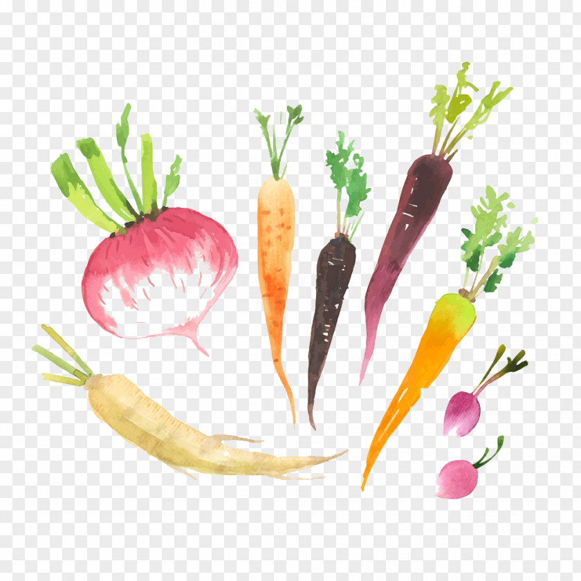 Hand-painted Vegetable Radish Logo Food PNG