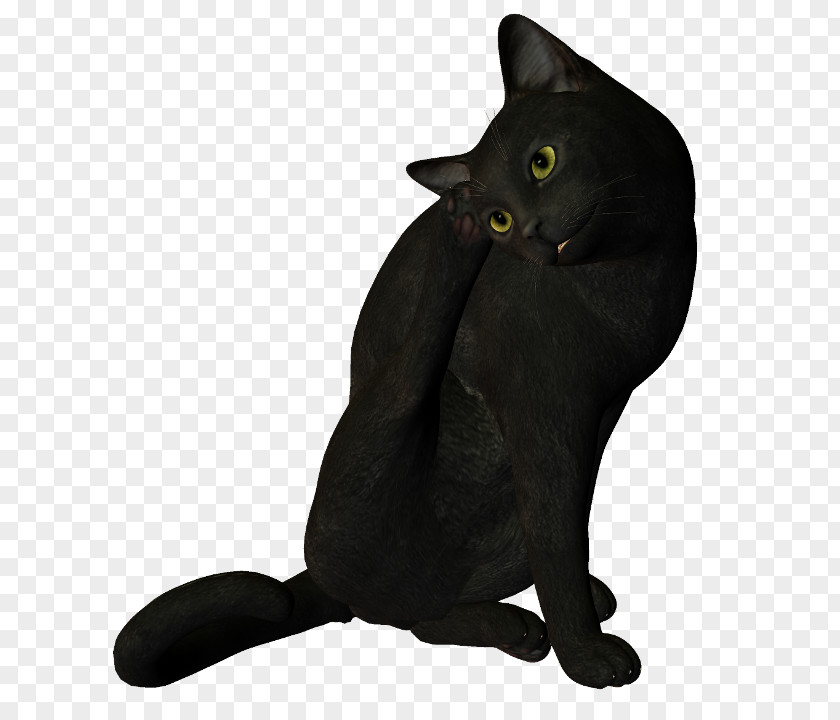 Korat Chartreux Black Cat Domestic Short-haired Whiskers PNG