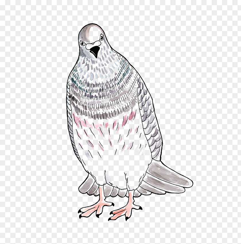 Owl Illustration Line Art Feather Beak PNG