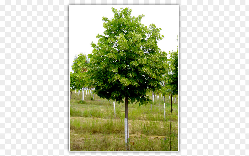 Tilia Cordata Oak Tree Nursery Fraser Fir PNG