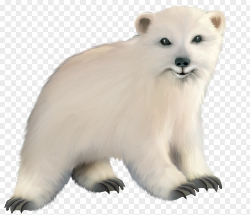 Polar Bear Baby Arctic PNG