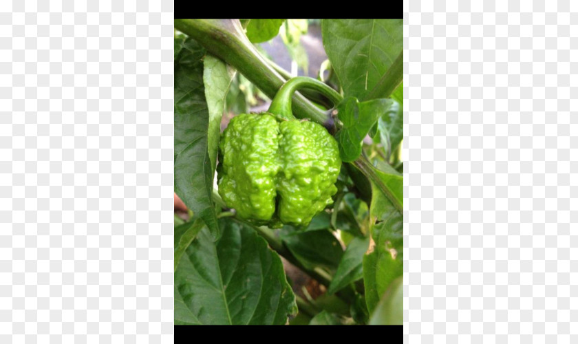 Red Pot Mulberry Morinda, Inc. Peppers PNG