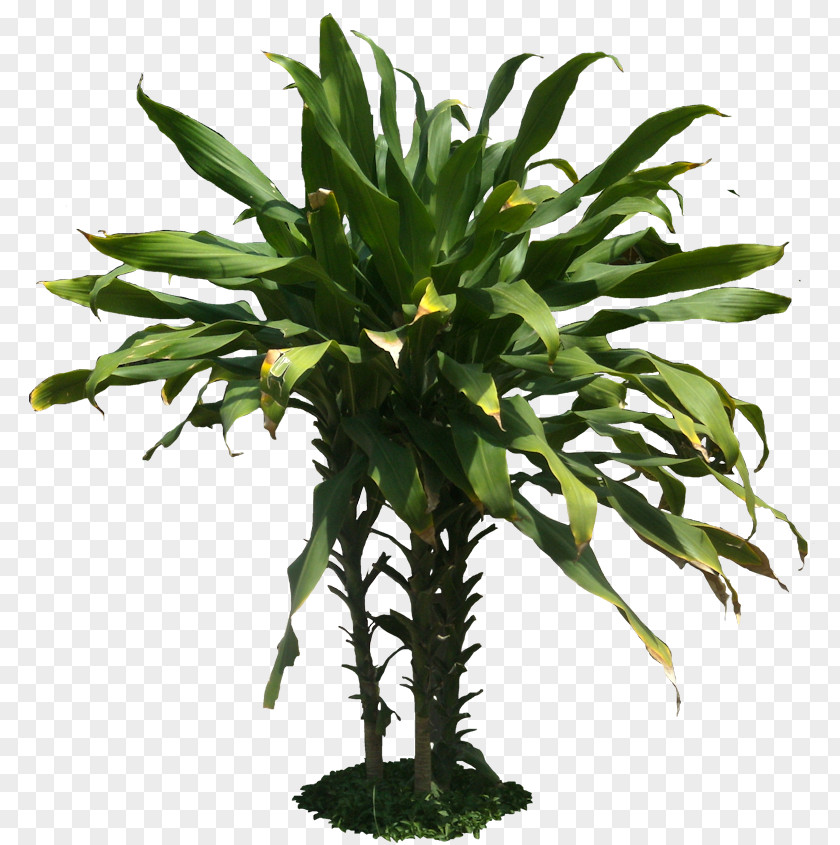 Tropical Dracaena Fragrans Plant Tropics Desktop Wallpaper PNG