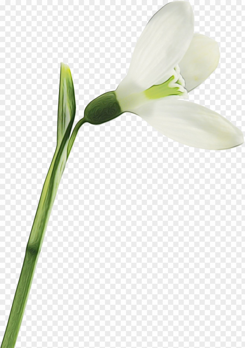 Amaryllis Family Plant Stem Flower Flowering Snowdrop Pedicel PNG