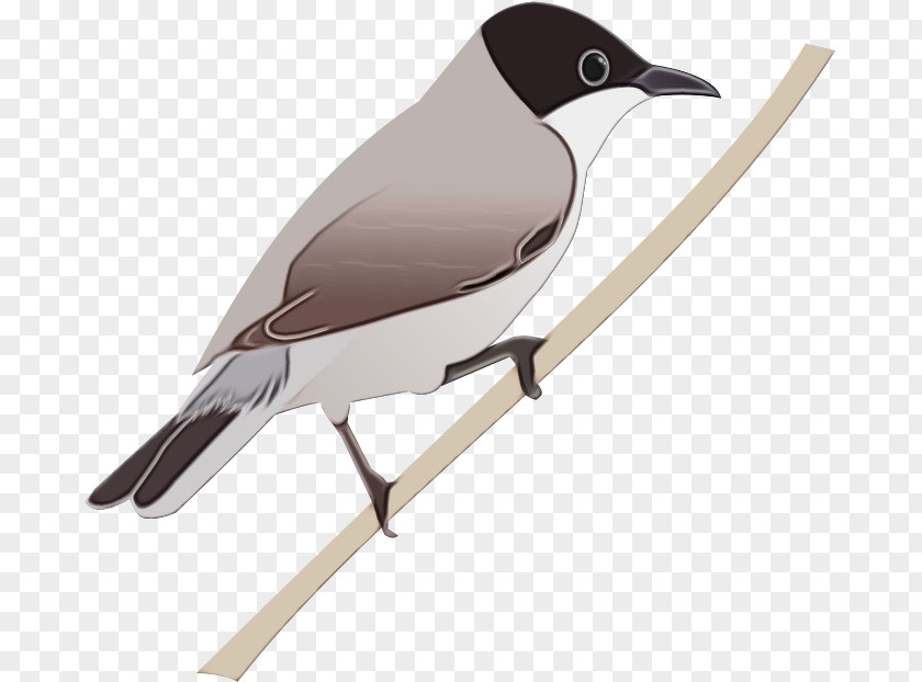 Bird Beak Perching Songbird PNG