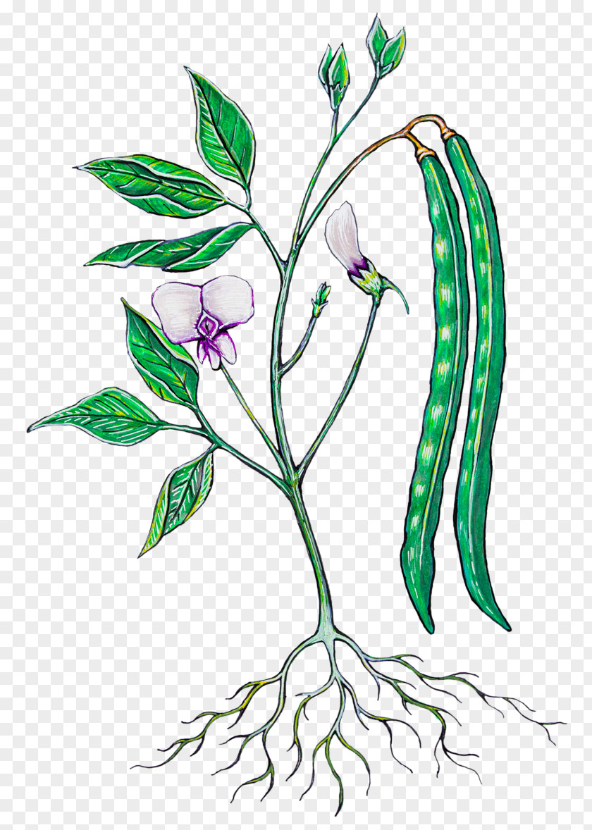 Botanica Floral Design Black-eyed Pea Food Green Bean Botany PNG