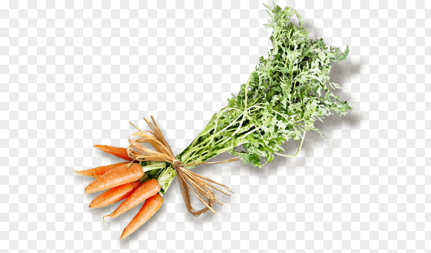 Bunch Of Carrots Carrot Moroccan Cuisine Vegetable PNG