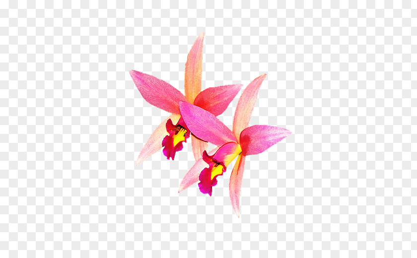 Facelift Cattleya Orchids Rose PNG