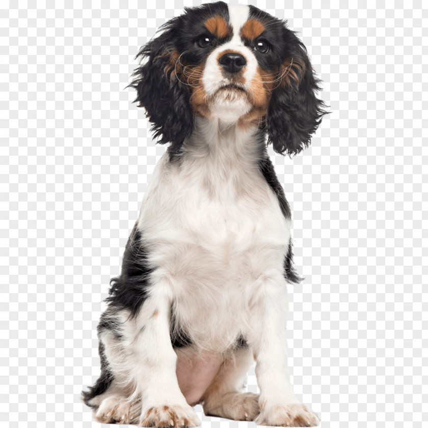 Puppy English Springer Spaniel Cavalier King Charles Dog Breed PNG