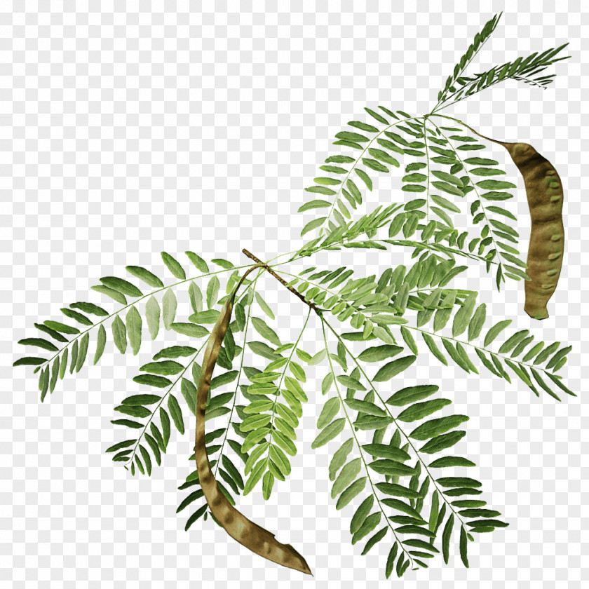 Vascular Plant Fern PNG