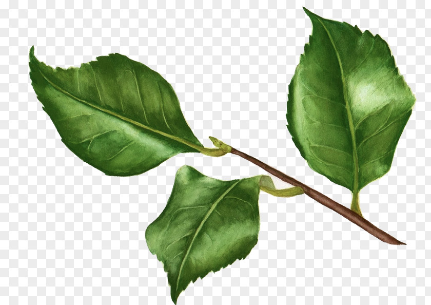 Leaf Twig Plant Stem Aquifoliaceae PNG