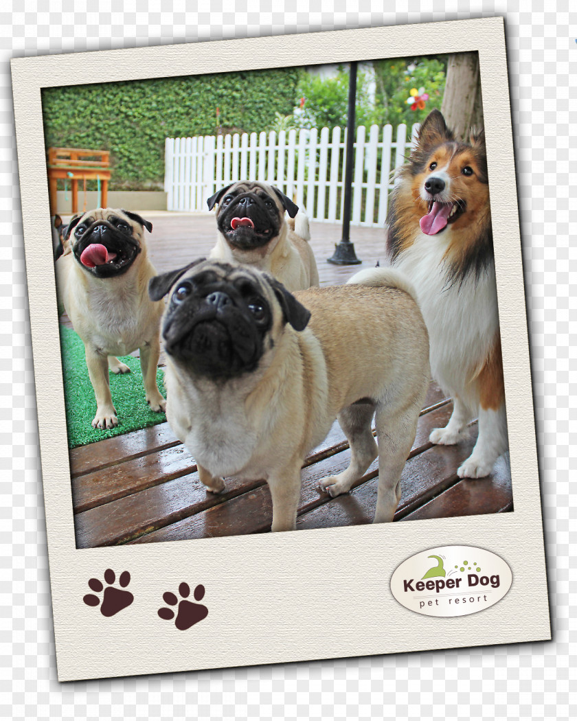 Puppy Pug Dog Breed Toy Group (dog) Pet PNG