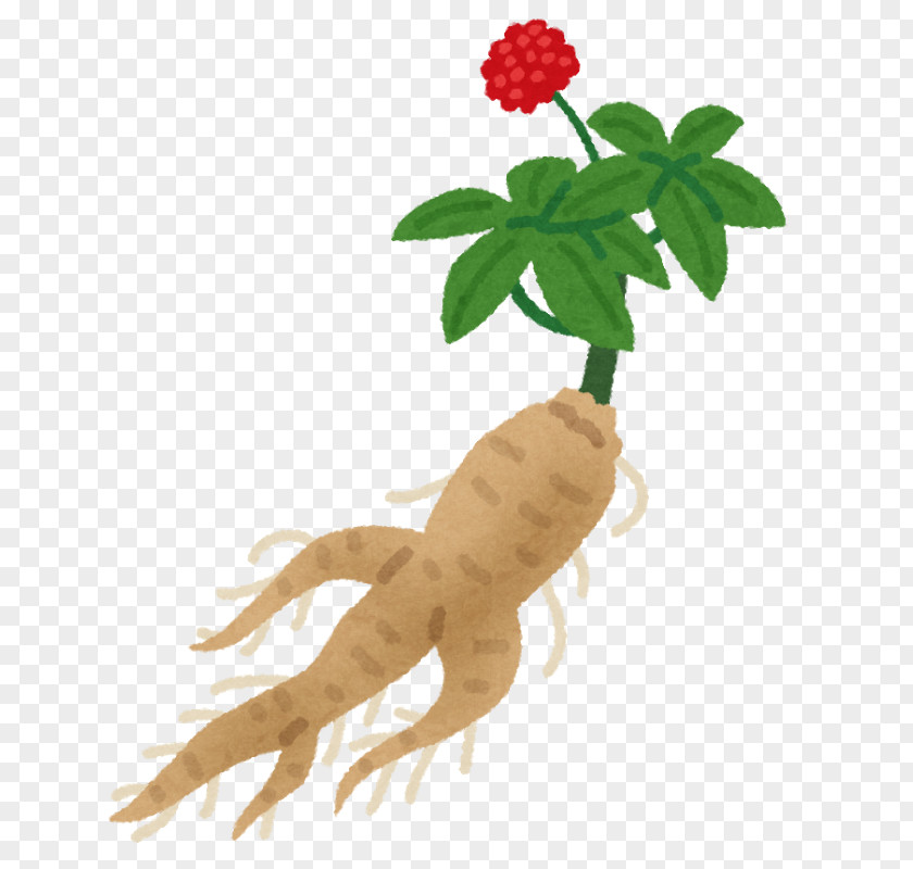 Zakki Asian Ginseng 漢方薬 Menopause Disease Shi Quan Da Bu Wan PNG