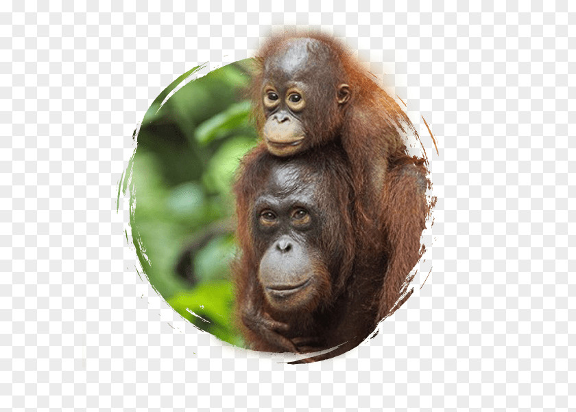 Bali Sepilok Orang Utan Rehabilitation Centre Sumatran Orangutan Bornean Chimpanzee PNG