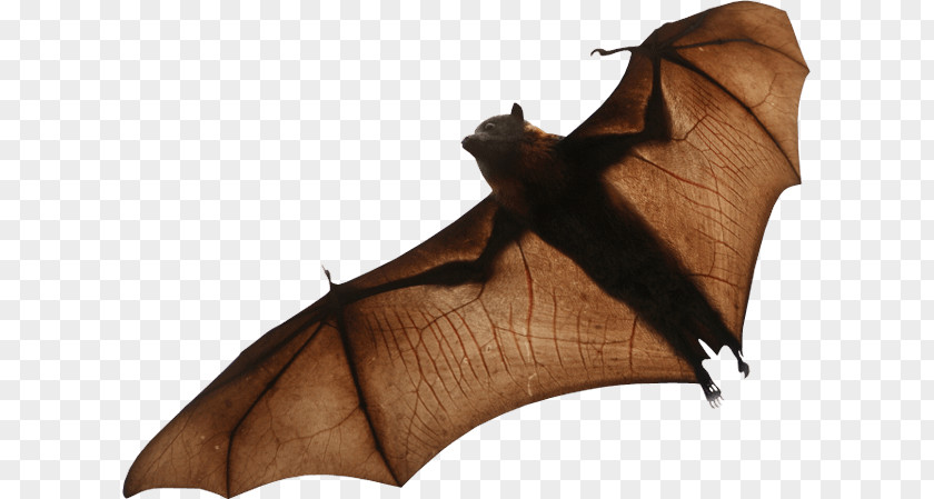 Bat PNG Bat, brown bat clipart PNG