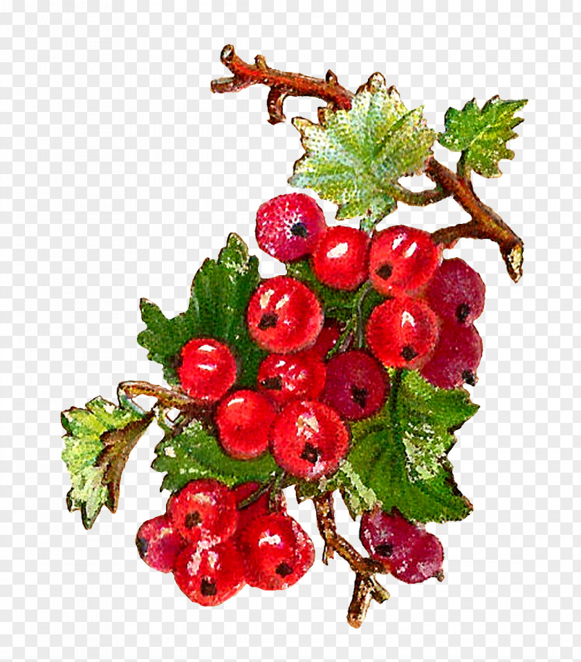 Botanical Redcurrant Zante Currant Blackcurrant Berry Fruit PNG