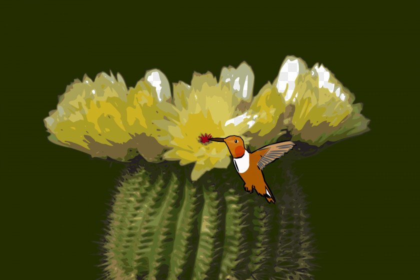 Cactus Parodia Tenuicylindrica Cactaceae Flower Yellow Schlumbergera PNG