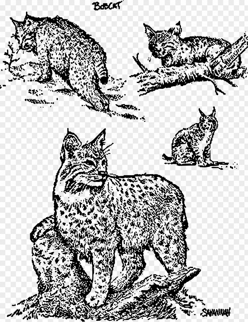 Cat Whiskers Wildcat Bobcat Clip Art PNG
