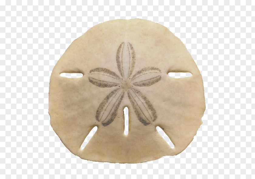 Creative Shells Echinarachnius Parma Sea Urchin The Sand Dollar Seashell PNG