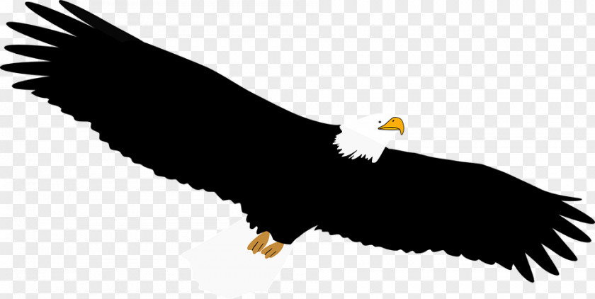 Eagle Bald Clip Art PNG