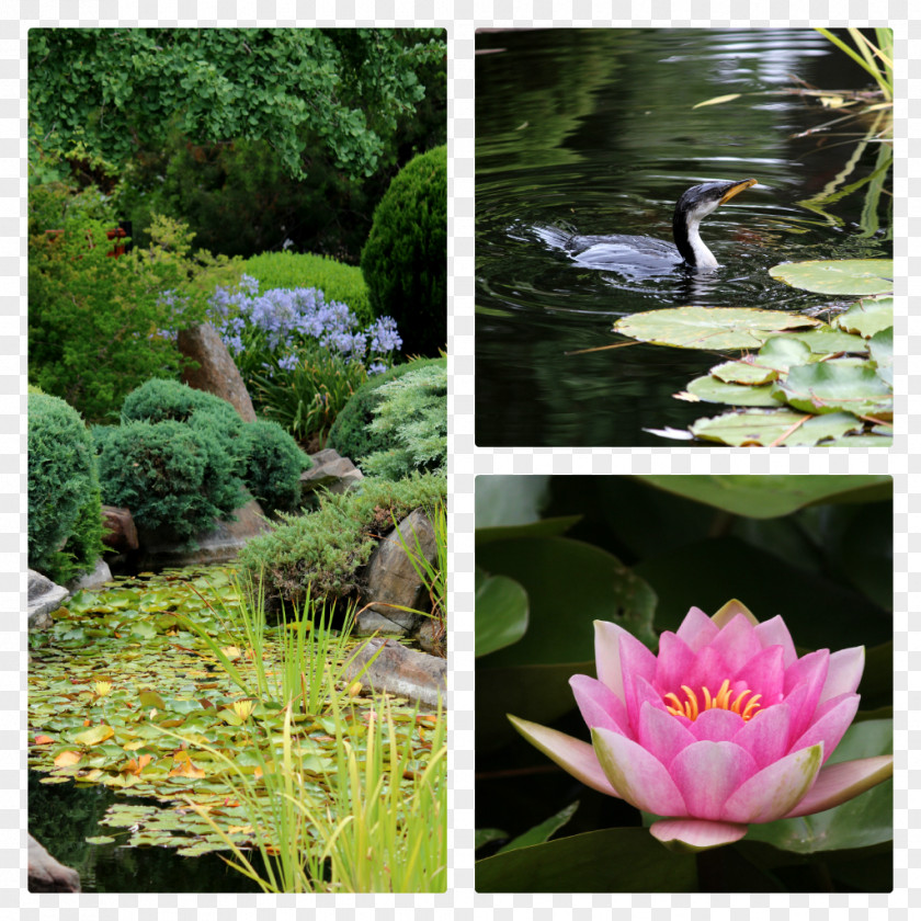 Japanese Garden Botanical Pond Flora Water Feature Flower PNG