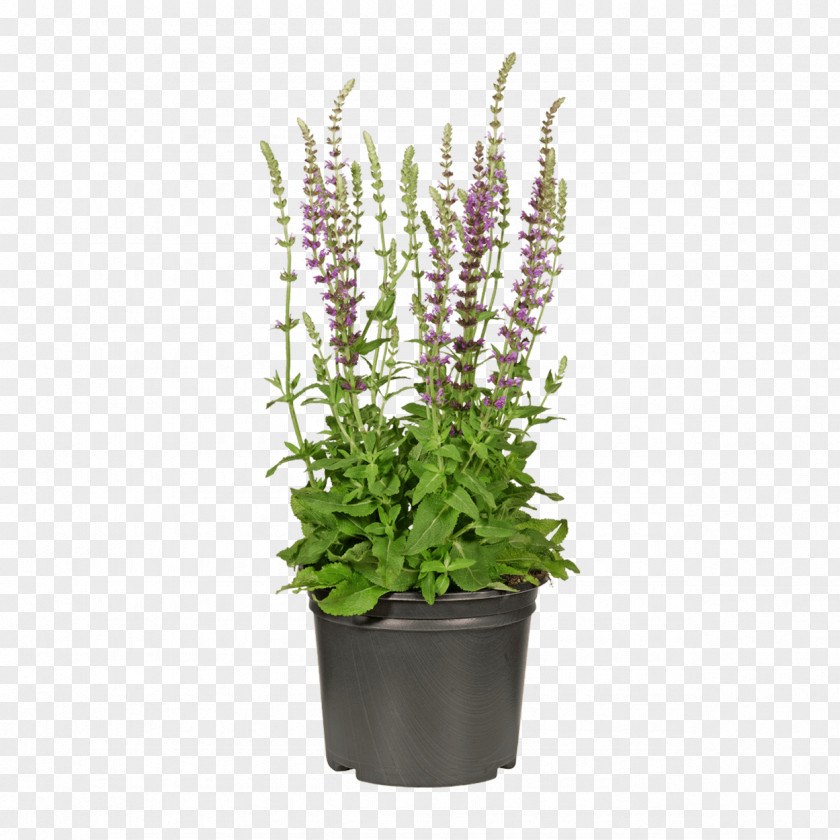 Lobelia Houseplant Luxury Background PNG