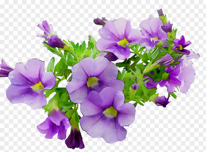 Annual Plant Primrose Plants PNG