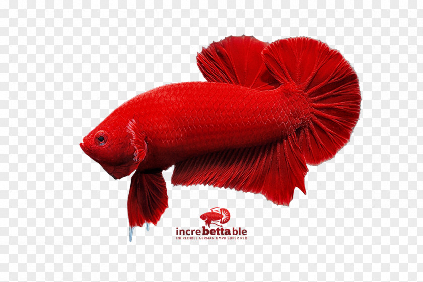Betta Graphic Fish RED.M PNG