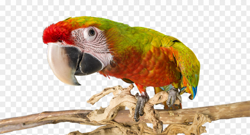 Feather Macaw Parakeet Beak Pet PNG