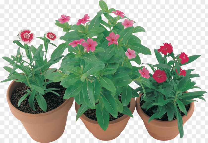Flower Flowerpot Houseplant Herb Annual Plant PNG