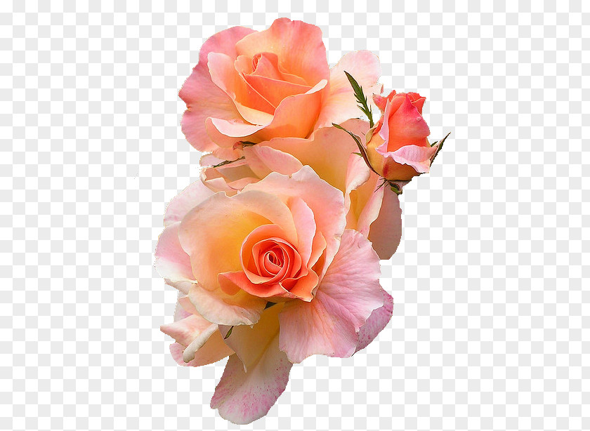 Flower T-shirt Peach Rose Color PNG