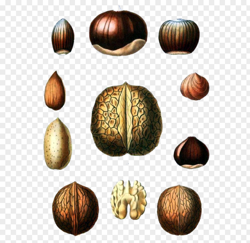 Jujube Walnut Peanuts Botanical Illustration Fruit PNG