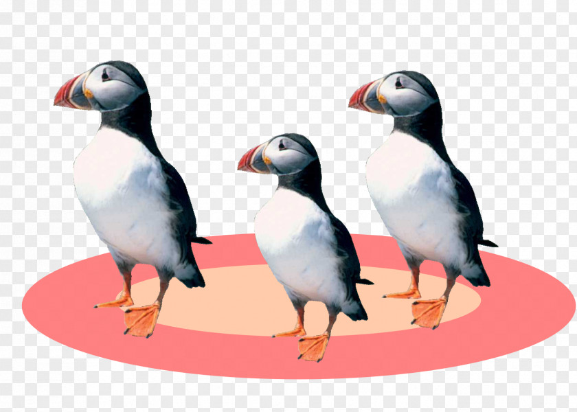 Penguin Puffin Goose Cygnini Duck PNG