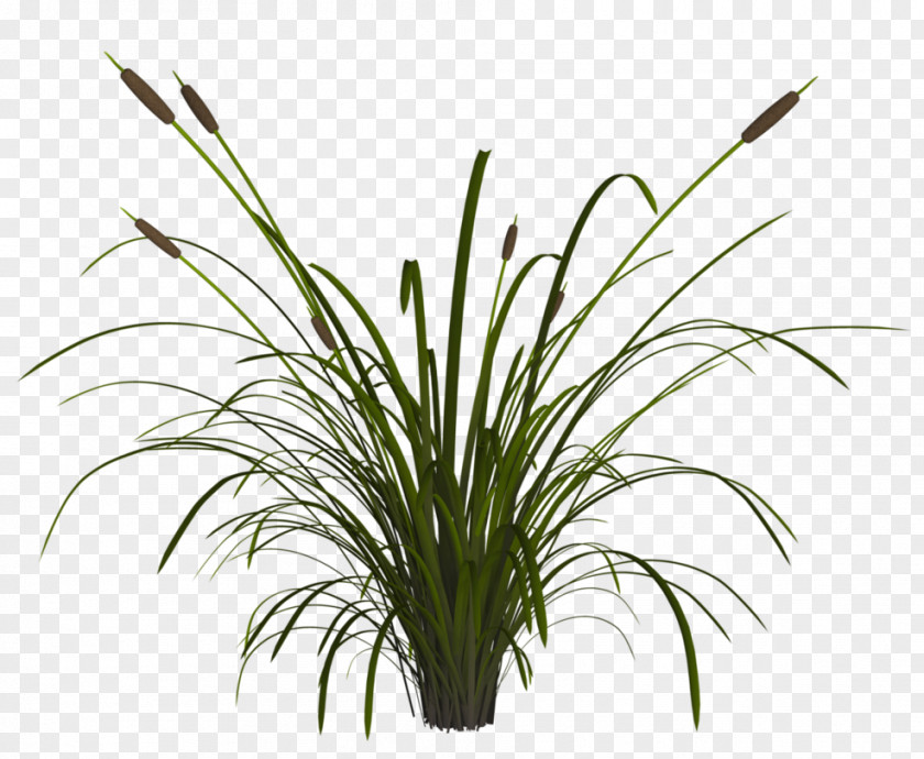 Reed DeviantArt Plant Stem Leaf PNG