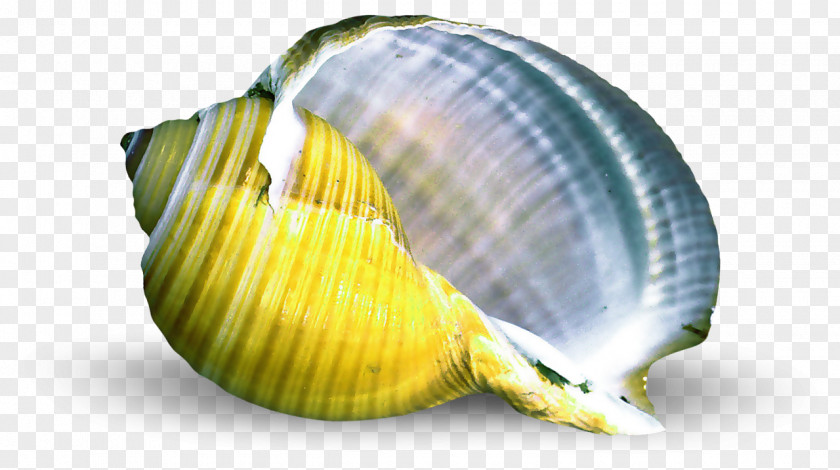 Seashell Cockle Conchology Mollusc Shell PNG