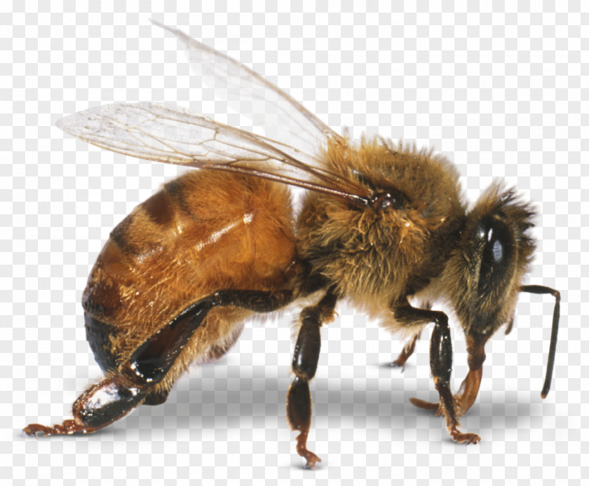Stamens Western Honey Bee Beneficial Insects PNG