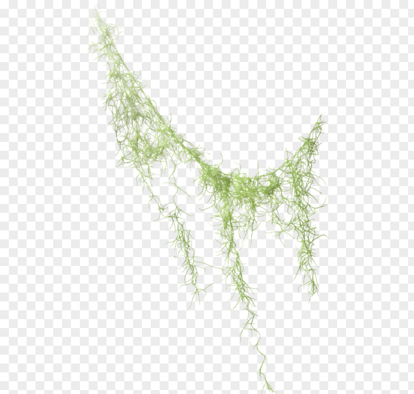 Vines Rattan Grass Plant Stem Vine Conifer Cone Leaf Cortex PNG