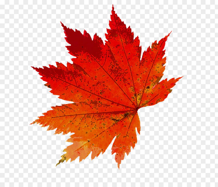 Autumn Leaves Photography PNG