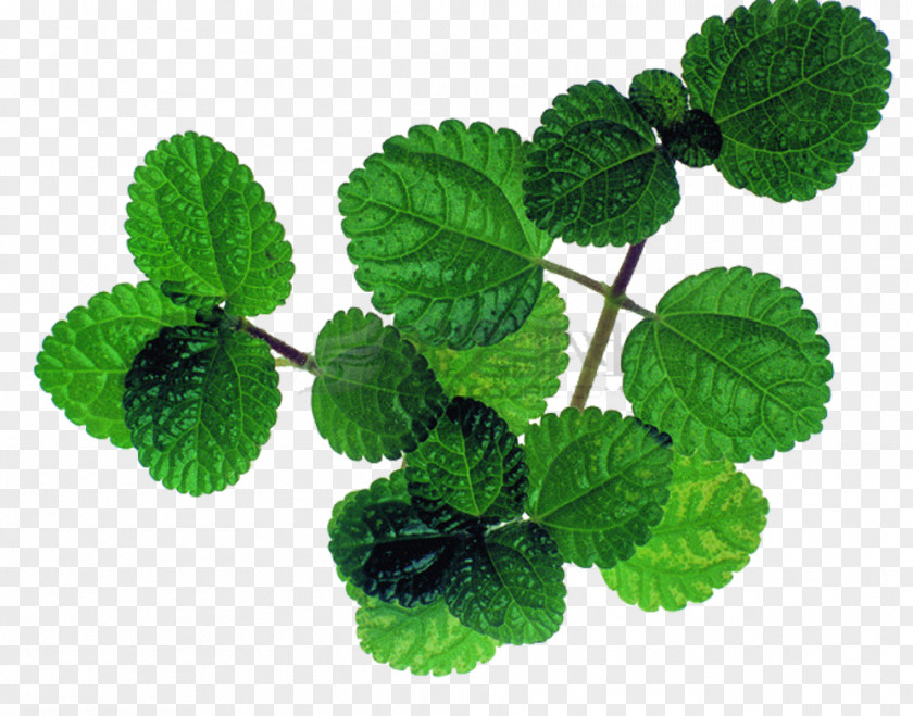 Fresh Mint Leaves Picture Material Mentha Spicata Peppermint Leaf PNG