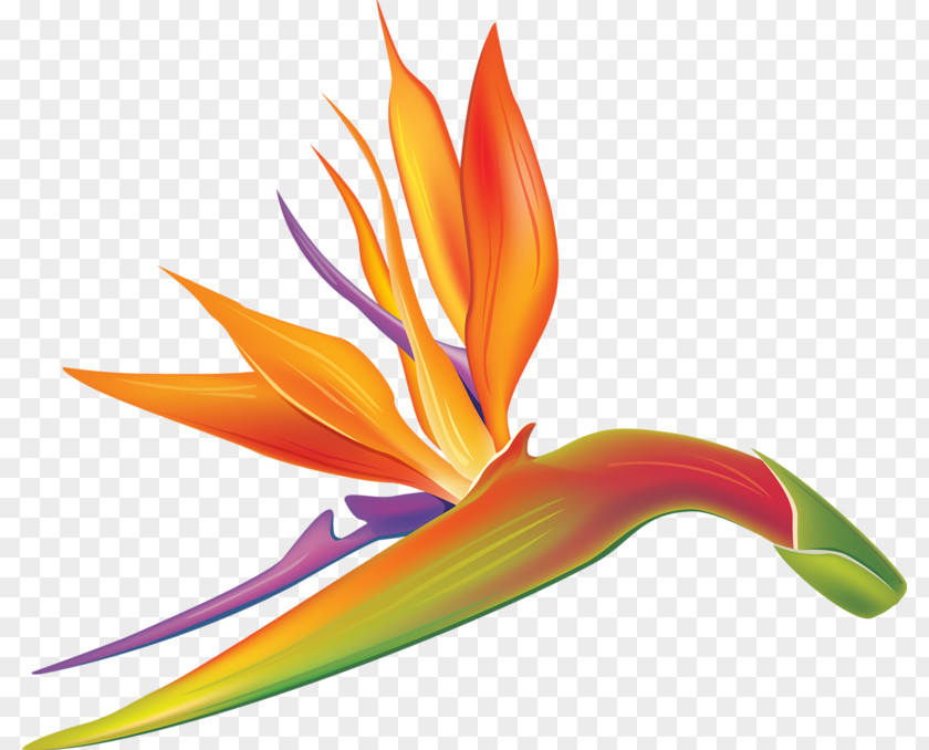 Hand-painted Strelitzia Drawing Lobster-claws PNG