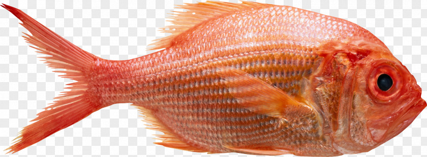 Health Northern Red Snapper Photography Getty Images Food PNG